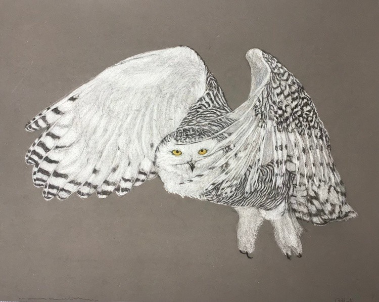 Snowy Owl