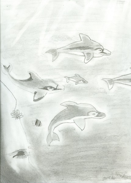 dolphin pod
