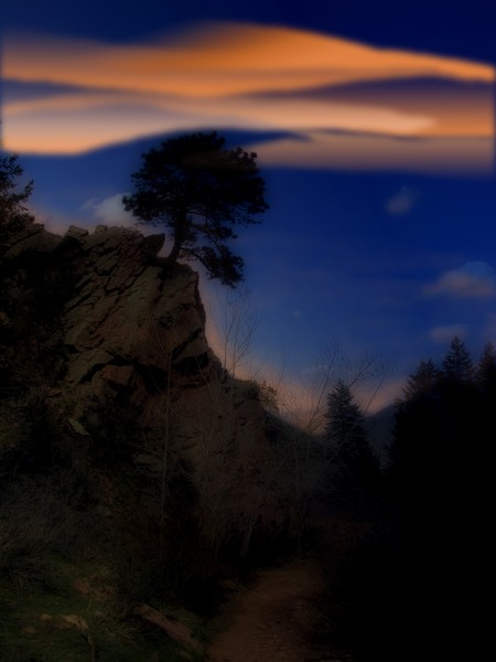 Dark Forest