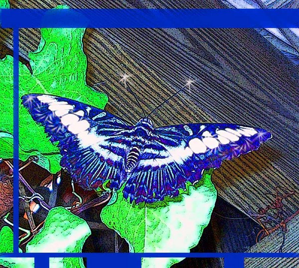End of summer butterfly 2