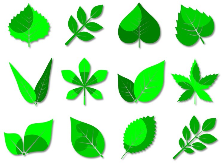 Leaves of different shapes summer paper art