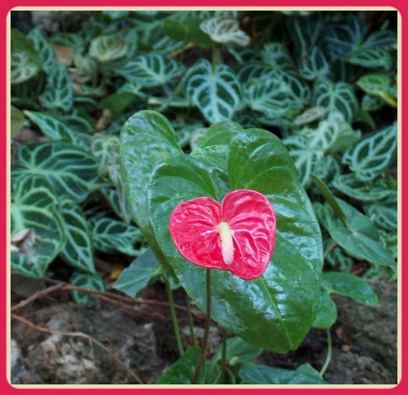 Red Antharium