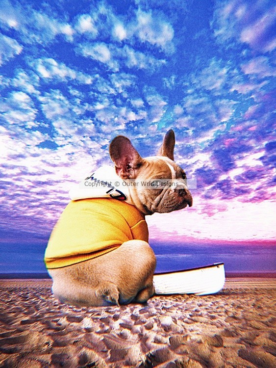 Beach Dog