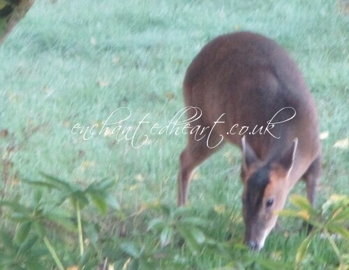 Muntjac Deer