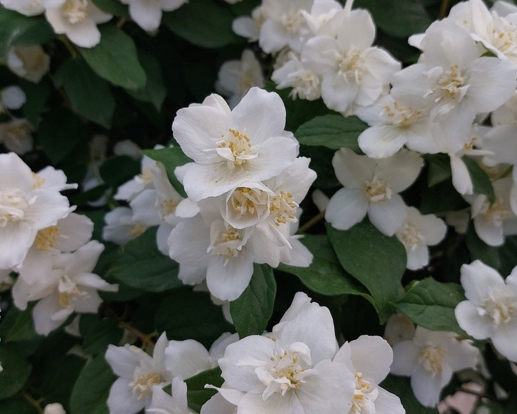 Jasmine