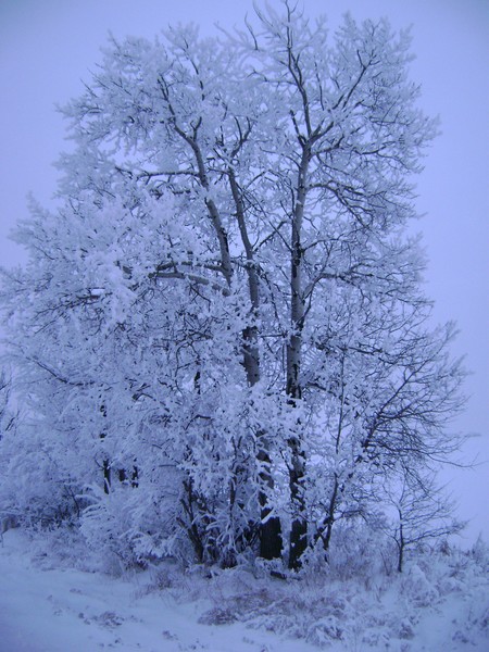Winter Solice