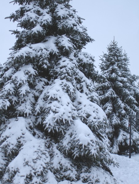 Michigan trees