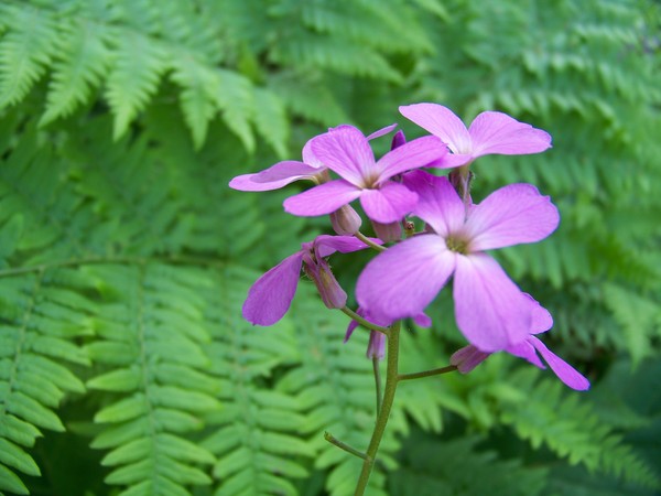 Flox in the Woods