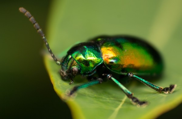 Dogbane Beetle