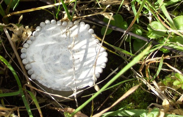 Fractal Mushroom