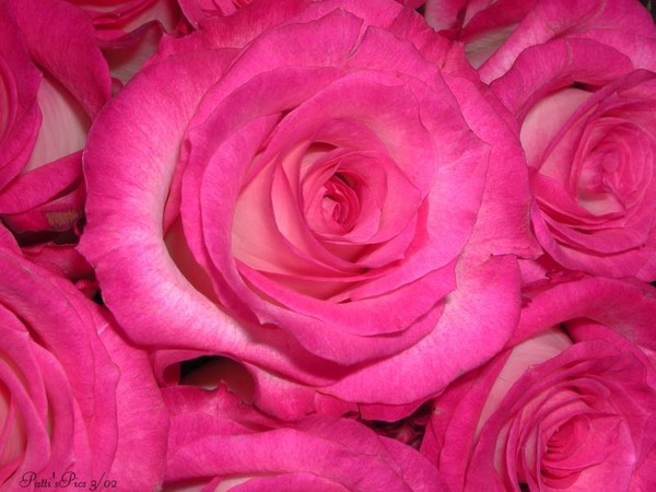 Fushia Roses