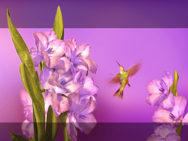 Hummingbird