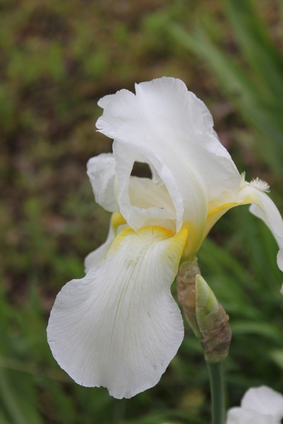 White Iris 2