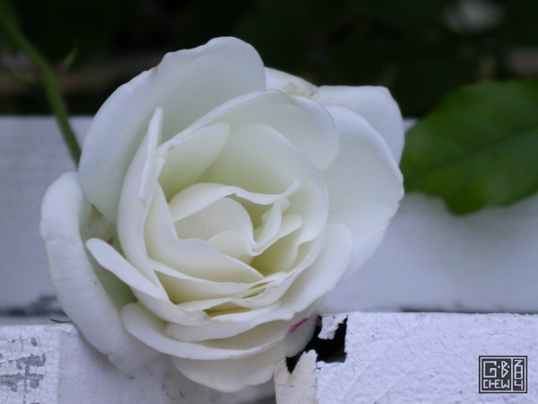 White Picket Entropy