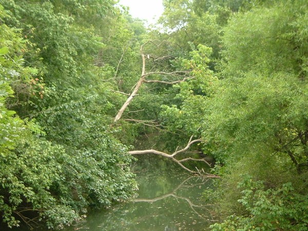 Tree Over Water