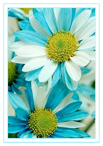 Daisey Delight -  GT000683