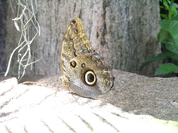 Eye of the Butterfly