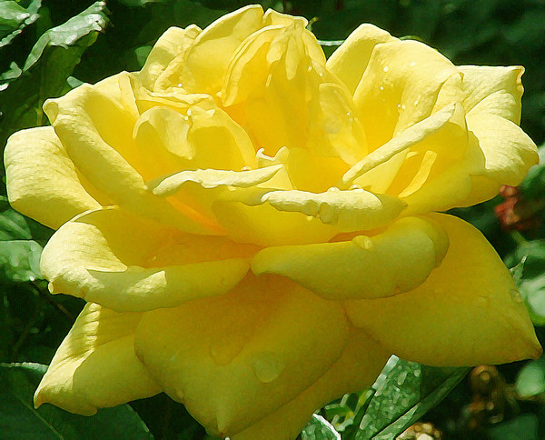 Yellow Rose