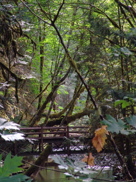 Rainforest Bridge