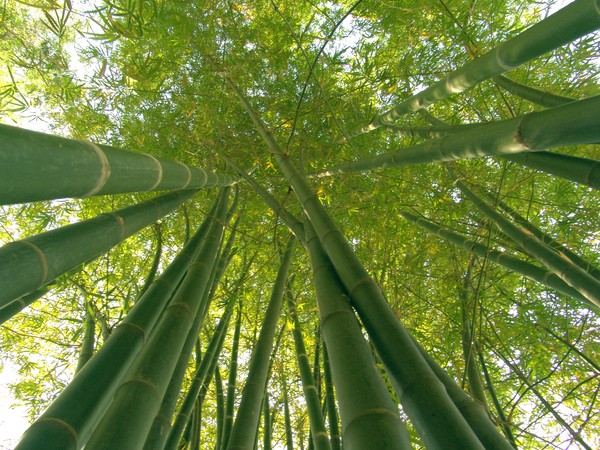 Bamboo