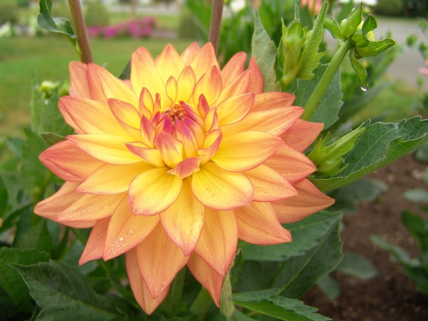 Dalia