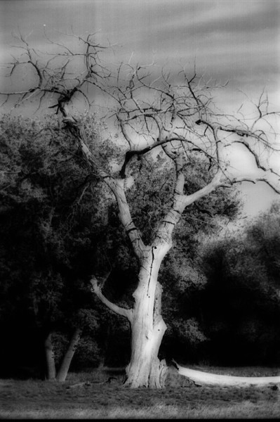 Solitude