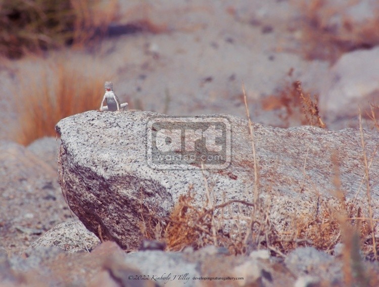 Zebra-tailed Lizard P8423