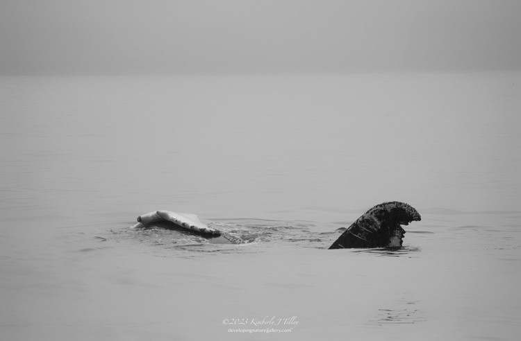 Whale Calf Rolling