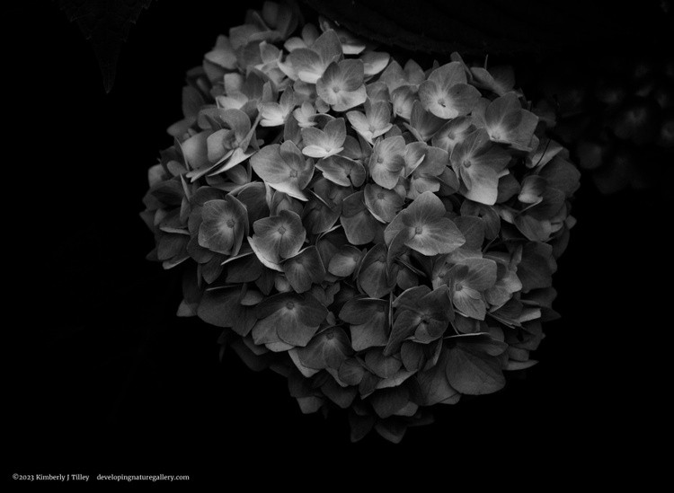 Black & White Hydrangea P0712