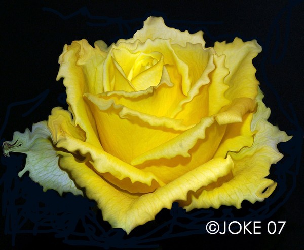 My phantasy rose