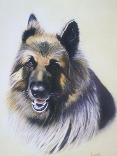 German Shepherd