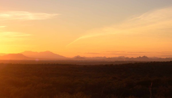 Saguaro National Park