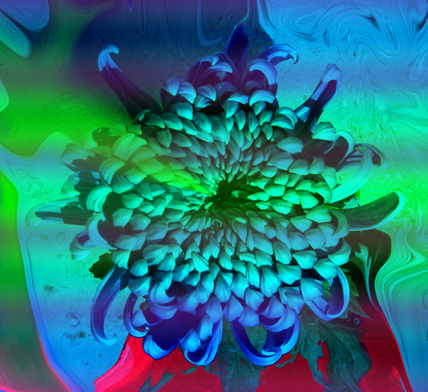 Chrysanthemum 2