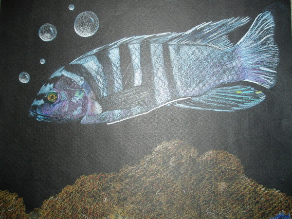 Blue Fish