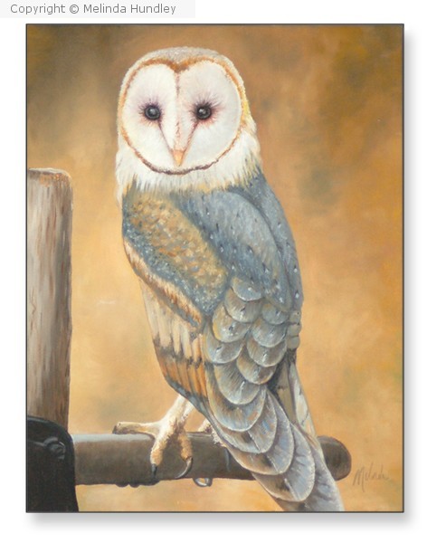 Barn Owl