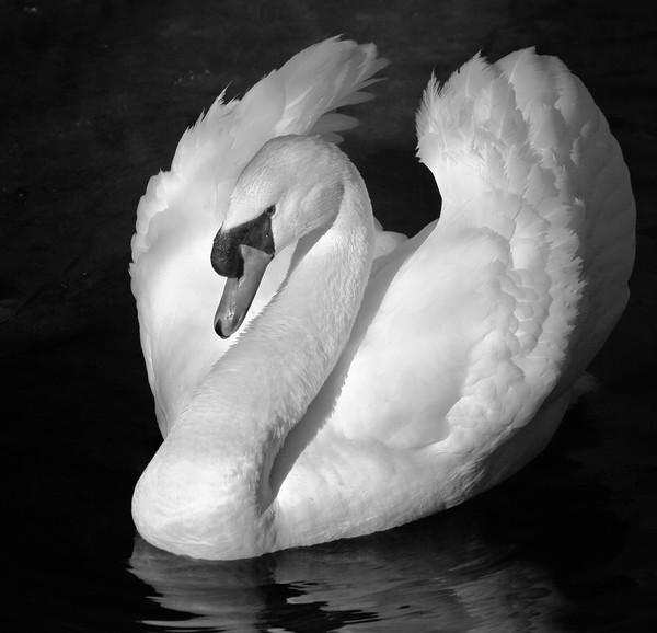 Swan