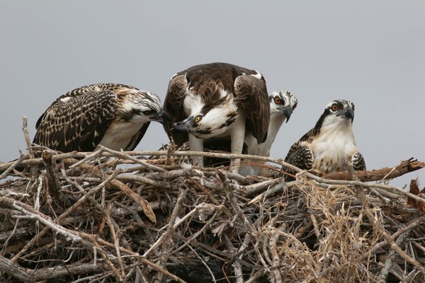 Osprey with young.