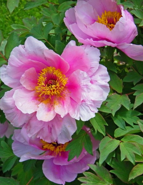 Goodstay Peonies
