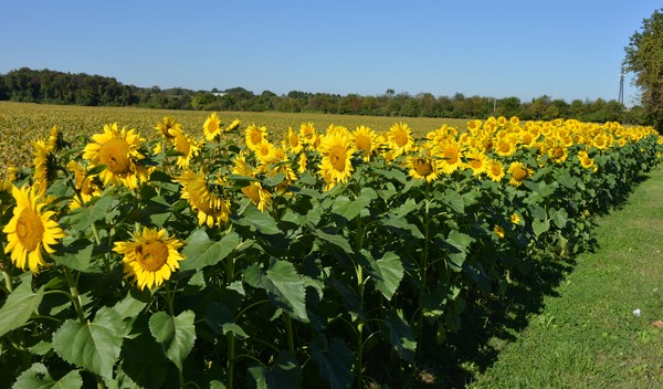 Sunflowers