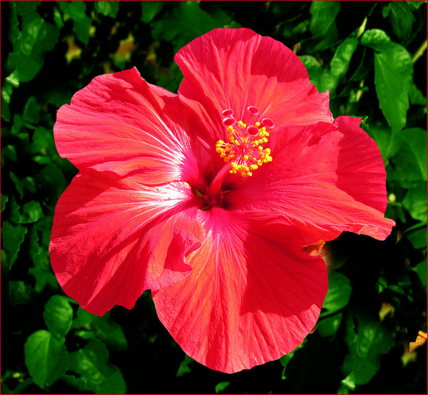 Sunday Hibiscus 10
