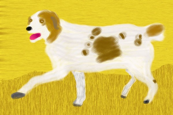 O296 Spaniel on the Hunt