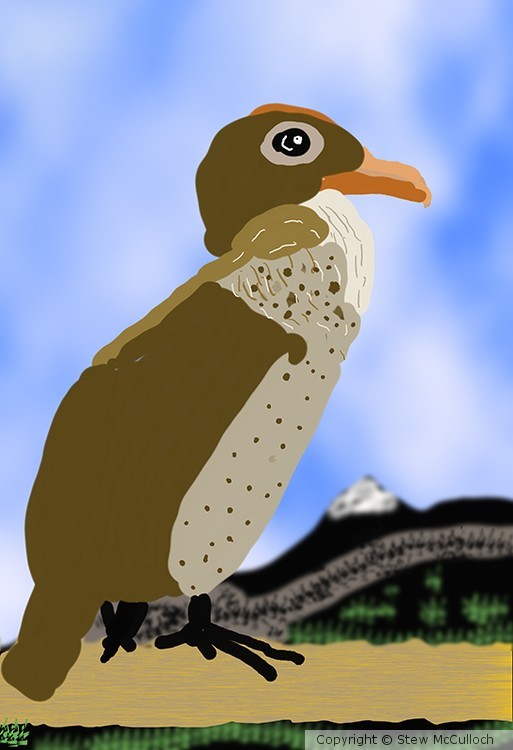 Double Crested Cormorant  P240