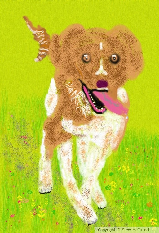 Collie   P353