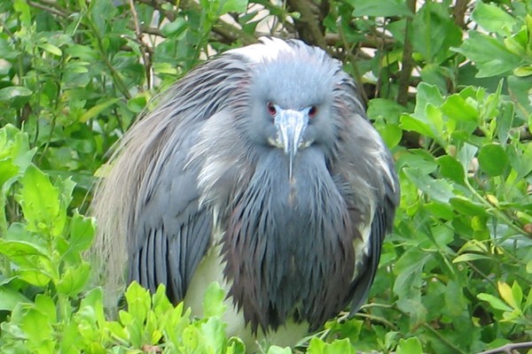 Close up of a tri-colored heron