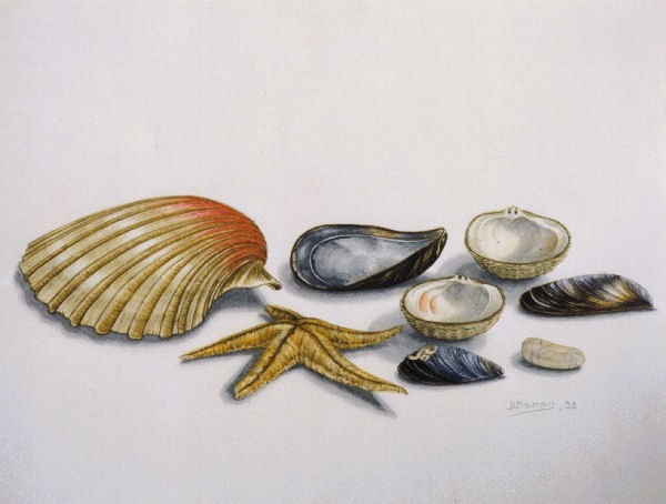 achivades
