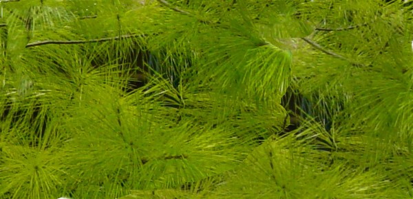 A Sea of Green