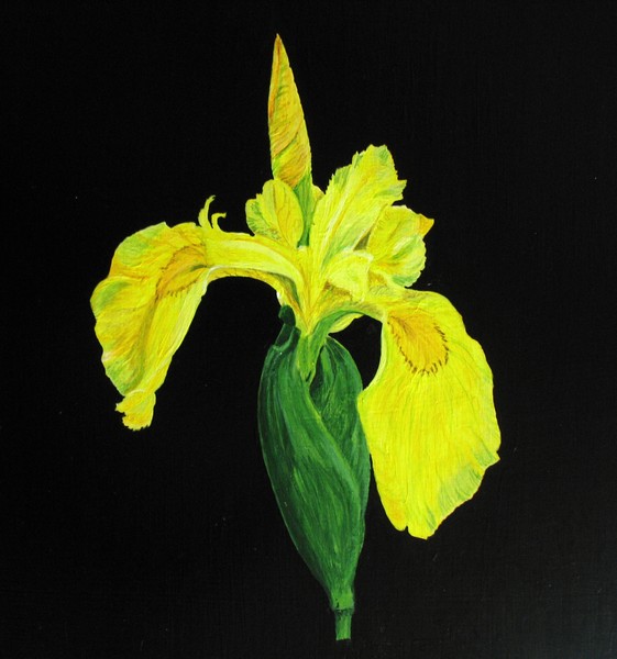 Yellow Flag Water Iris