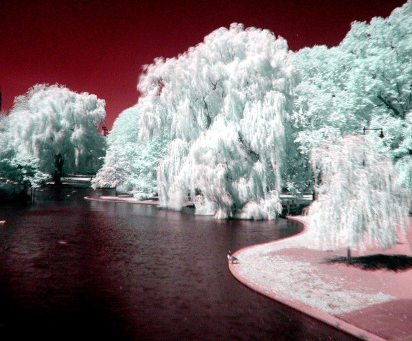 surreal boston common gardens