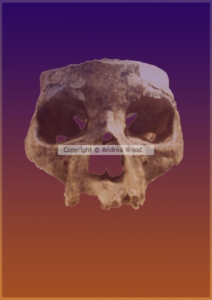Orkney Skull