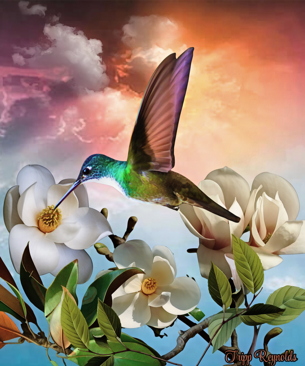 Magnolia Morning Light